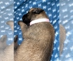 Small Photo #295 Belgian Malinois Puppy For Sale in REESEVILLE, WI, USA