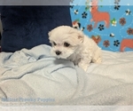 Small #3 Maltese