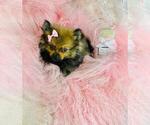 Small #18 Pomeranian