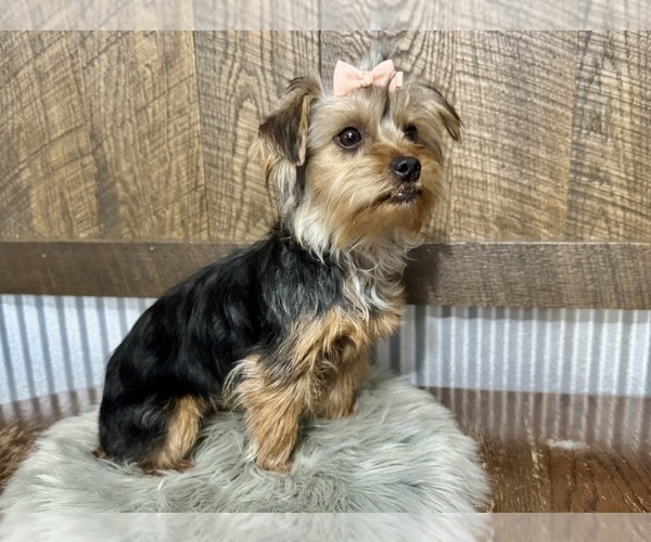 Medium Photo #6 Yorkshire Terrier Puppy For Sale in NAPPANEE, IN, USA