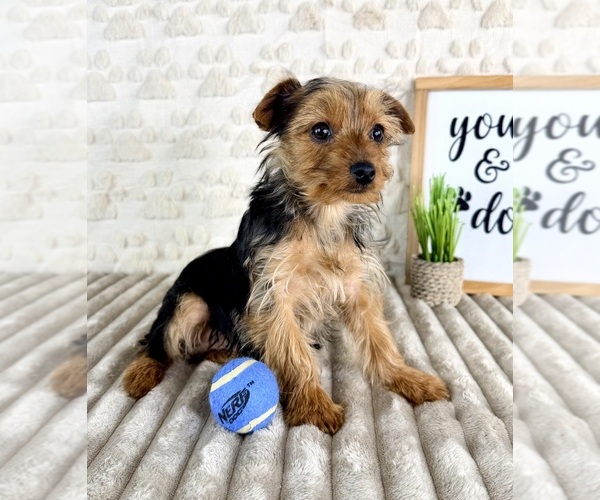 Medium Photo #4 Yorkshire Terrier Puppy For Sale in GREENFIELD, IN, USA