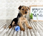 Small #3 Yorkshire Terrier