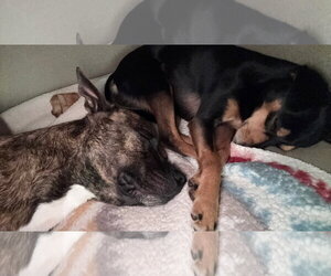 Sissy - ADOPTION PENDING!! - Female Mutt Dog for Adoption - Photo #5