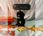 Small Photo #7 Aussiedoodle-Poodle (Miniature) Mix Puppy For Sale in REEDS SPRING, MO, USA