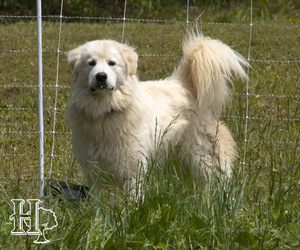 Father of the Golden Pyrenees puppies born on 05/03/2023