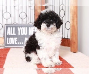 Poodle (Toy) Puppy for sale in NAPLES, FL, USA