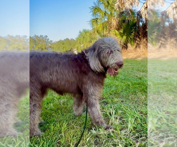 Medium Photo #1 Goldendoodle Puppy For Sale in Sanford, FL, USA