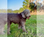 Cinnamon - Male Goldendoodle Dog for Adoption - Small photo