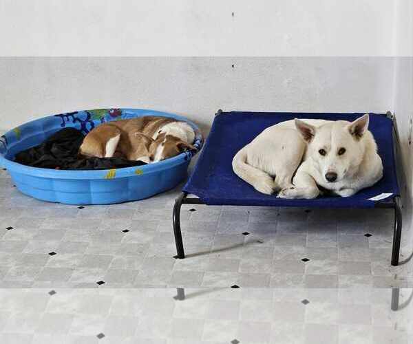 Medium Photo #4 German Shepherd Dog-Unknown Mix Puppy For Sale in Waterloo, IA, USA