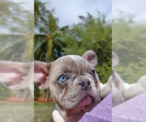 French Bulldog Puppy for sale in TAMPA, FL, USA