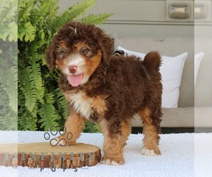 Bernedoodle (Miniature) Puppy for sale in NARVON, PA, USA