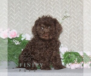 Cavapoo Puppy for sale in RISING SUN, MD, USA