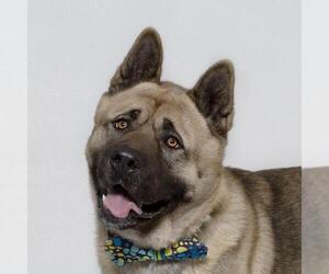 Akita Dogs for adoption in Santa Maria, CA, USA