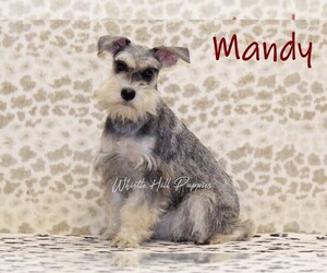 Mother of the Schnauzer (Miniature) puppies born on 05/12/2026