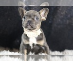 Small Photo #83 French Bulldog Puppy For Sale in WARSAW, IN, USA