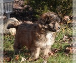 Small Photo #5 Aussiedoodle Miniature  Puppy For Sale in MENDON, MI, USA