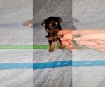 Small Photo #270 Yorkshire Terrier Puppy For Sale in AKRON, OH, USA