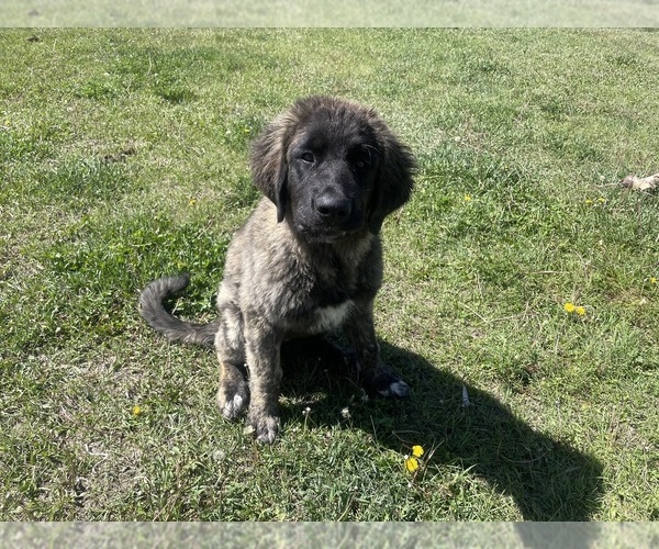 Medium Photo #8 Kangal Dog-Leonberger Mix Puppy For Sale in DILLON, MT, USA