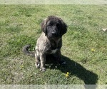 Small Photo #8 Kangal Dog-Leonberger Mix Puppy For Sale in DILLON, MT, USA