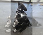 Small #2 Borador