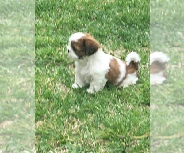 Medium Photo #7 Shih Tzu Puppy For Sale in MC KINNEY, TX, USA