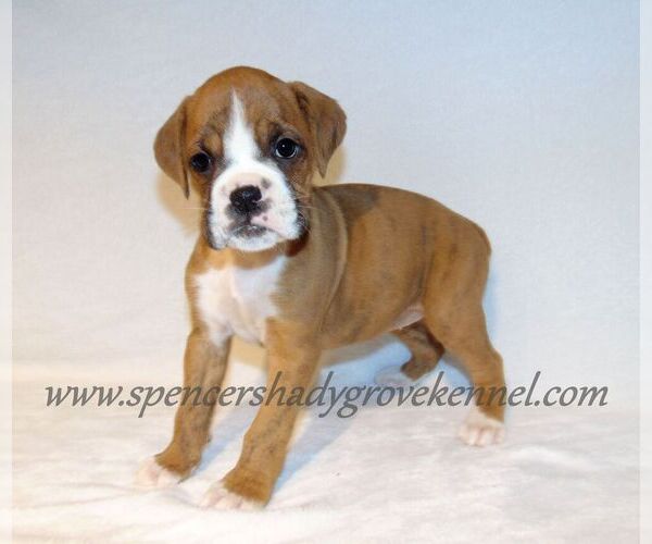 Medium Photo #5 Boxer Puppy For Sale in CABOOL, MO, USA