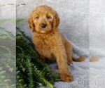 Small Photo #2 Goldendoodle Puppy For Sale in FREDERICKSBG, OH, USA