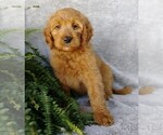 Small #1 Goldendoodle