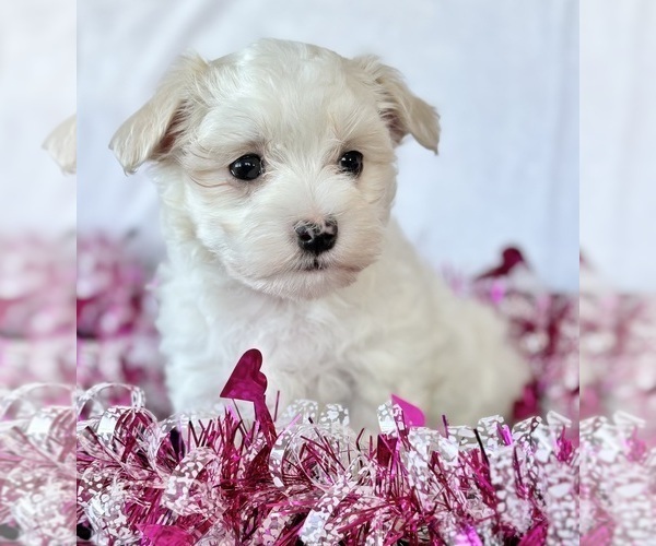 Medium Photo #3 Maltese Puppy For Sale in ROCK STREAM, NY, USA