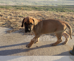 Great Dane Puppy for sale in MILFORD, VA, USA