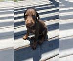 Small Photo #4 Doberman Pinscher Puppy For Sale in MIDLAND, GA, USA