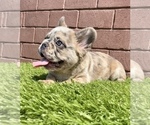 Small Photo #24 French Bulldog Puppy For Sale in KANSAS CITY, MO, USA