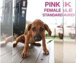 Puppy Pink Rhodesian Ridgeback