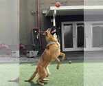 Small #5 German Shepherd Dog Mix