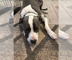 Small #23 American Pit Bull Terrier-Great Dane Mix