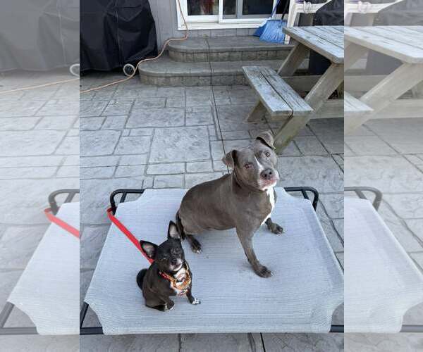 Medium Photo #2 Chihuahua-Unknown Mix Puppy For Sale in Clarkston, MI, USA