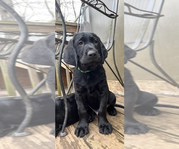 Medium Photo #10 Labrador Retriever Puppy For Sale in MARIETTA, GA, USA