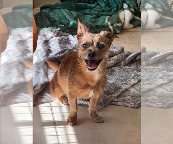 Medium Photo #1 Cairn Terrier Puppy For Sale in Menifee, CA, USA