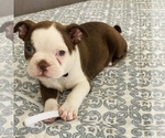 Small #5 Boston Terrier