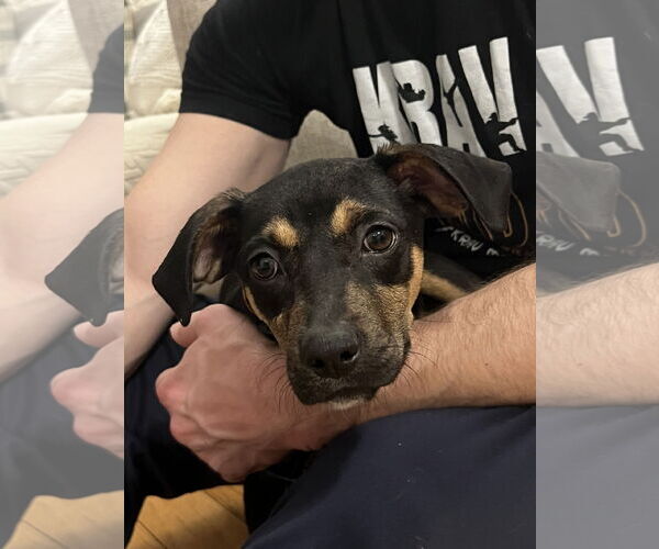 Medium Photo #2 Labrador Retriever-Unknown Mix Puppy For Sale in Rockville, MD, USA