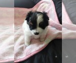 Small #6 Pomsky