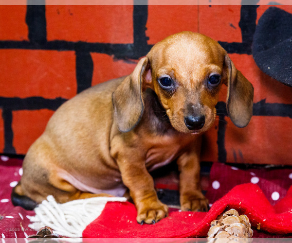 Medium Photo #9 Dachshund Puppy For Sale in WAKARUSA, IN, USA