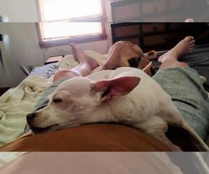 Toad - Male Chihuahua-Unknown Mix Dog for Adoption - Photo #2