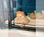 Small Photo #3 Pomeranian Puppy For Sale in KANSAS CITY, KS, USA