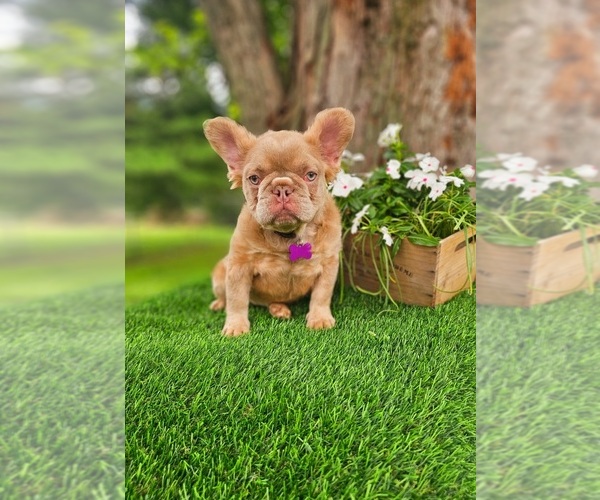 Medium Photo #1 French Bulldog Puppy For Sale in INDIANAPOLIS, IN, USA