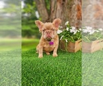 Image preview for Ad Listing. Nickname: Isabella fluffy