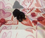 Puppy Crow Dachshund