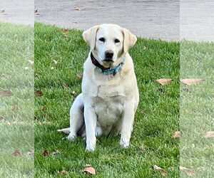 Labrador Retriever Dogs for adoption in Warrington, PA, USA