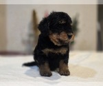 Small #9 Goldendoodle (Miniature)