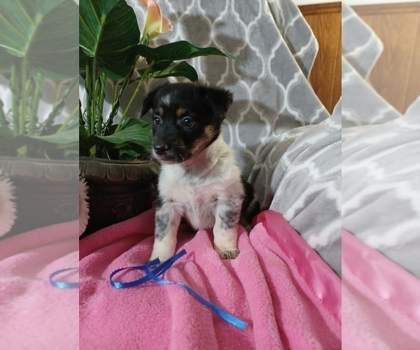 Medium Photo #1 Cowboy Corgi Puppy For Sale in PEMBROKE, KY, USA